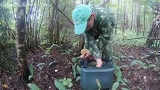 Грибалка на волжанки. смотреть онлайн
