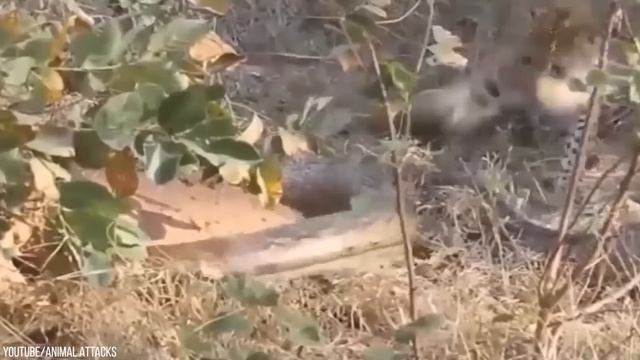 30 Times Animals Messed With Wrong Anacondas смотреть онлайн