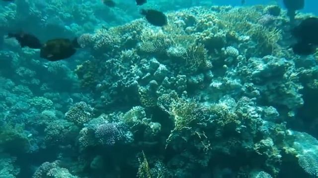 Экскурсия на батискафе, Шарм-эль-Шейх Египет Красное море. United Submarine, RedSea, Sharm El Sheik