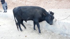 ТАДЖИКИСТАН МОЛБОЗОРИ Ш.ИСТАРАВШАН ИМРУЗ БОЗОР ДАХШАТ...  01.10.2021