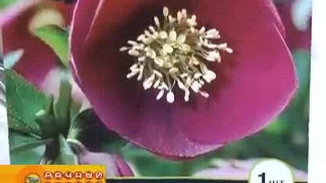 Выбор многолетних цветов смотреть онлайн