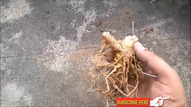 How To Grow Turmeric/Curcumin At Home In Containers