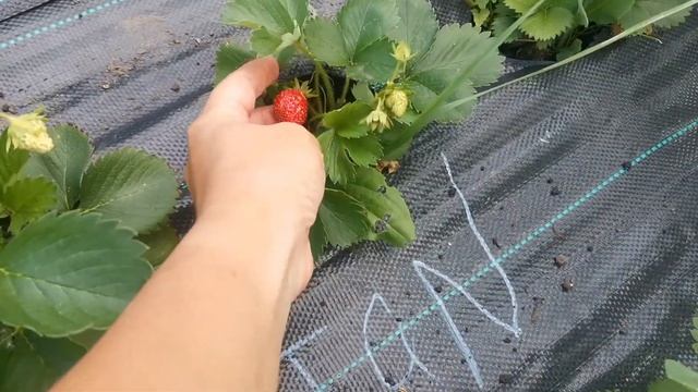 Гаригуэтт "T031403". Новинка. смотреть онлайн