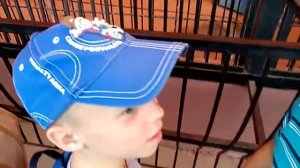 Малые волки воют в зоопарке.