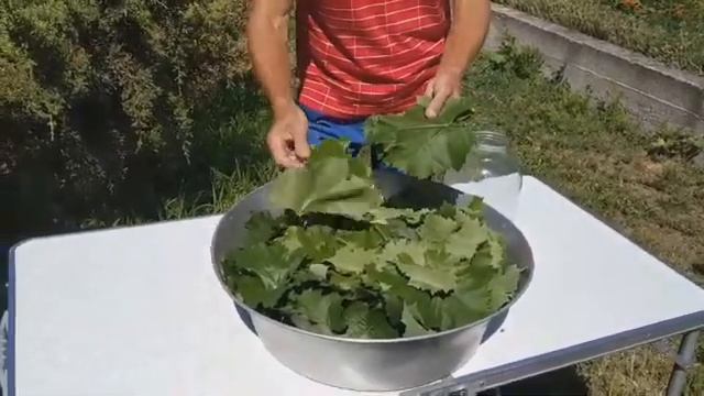 Листья для долмы. Заготовка смотреть онлайн