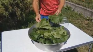 Листья для долмы. Заготовка