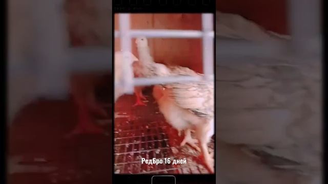 цыплята РедБро бройлер,кросс. 16 дней. смотреть онлайн