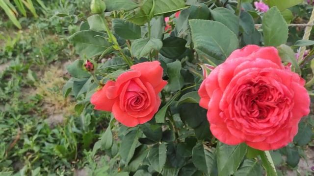 Easy Does It, Rosanna, Monika? смотреть онлайн