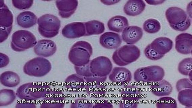 Как лечить пироплазмоз у собаки? смотреть онлайн