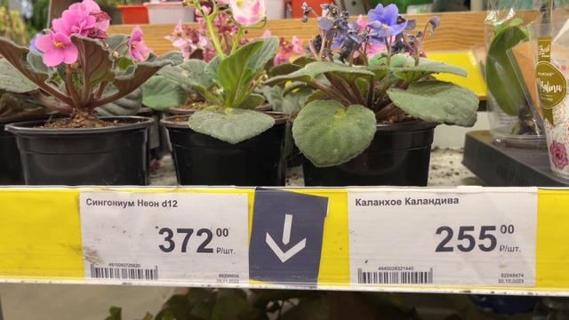 Обзор комнатных растений в Ашане и Леруа. Январь 2024. смотреть онлайн