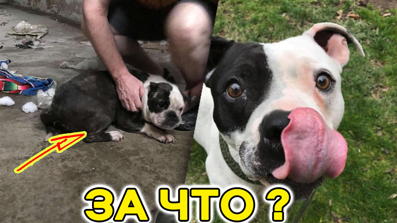 На бетонном полу подвала лежала тощая собака. Хозяин запер ее, когда она не смогла рожать щенков. смотреть онлайн