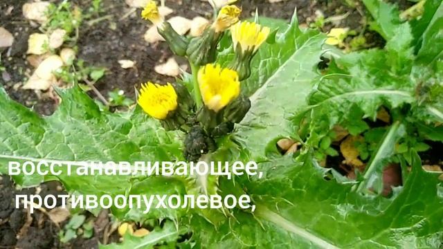 ОСОТ ОГОРОДНЫЙ.Sonchus oleraceus.Описание,лечебные свойства. смотреть онлайн