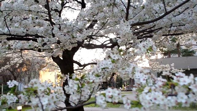 Сакура под снегом/ Sakura & Snow 2020/ 雪桜 смотреть онлайн