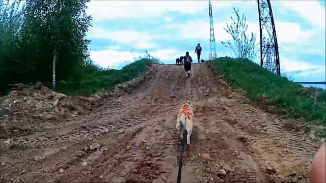 СОВМЕСТНАЯ ТРЕНИРОВКА//КАНИКРОС// Черный ветер и AZMEM, немецкие овчарки в упряжке, хаски смотреть онлайн
