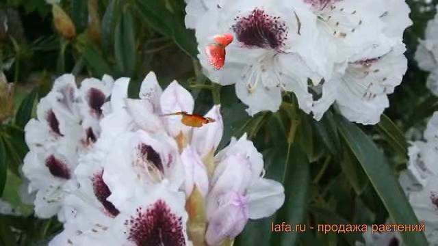 Рододендрон гибридный Сафо ? обзор: как сажать, саженцы рододендроны Сафо смотреть онлайн