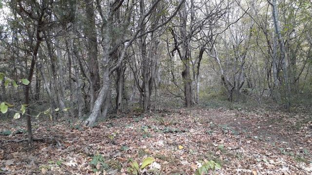 Красивый осенний лес - к Элизе смотреть онлайн