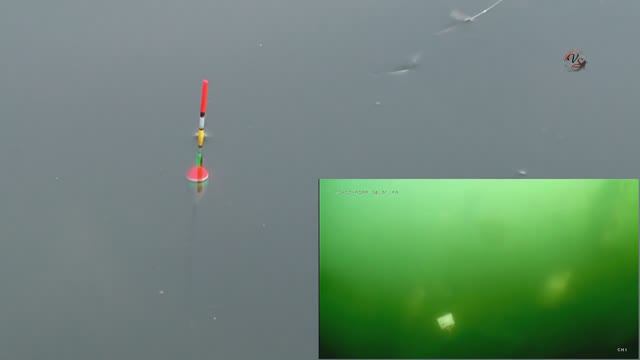 Рыбалка на озере с ГИДРОФОНОМ. Синхронная съёмка поклёвок над и под водой с записью звука смотреть онлайн