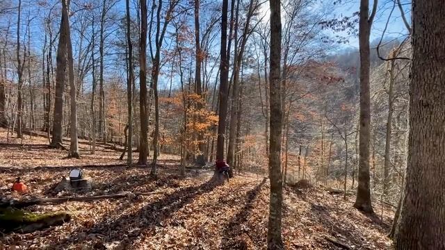 Logging Like It’s The 1800s! Horses Harvesting White Oak смотреть онлайн