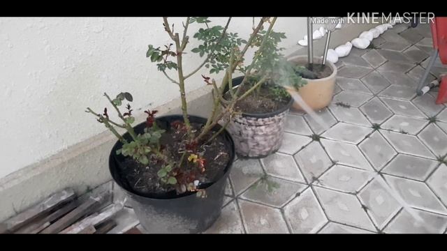 Красные пятна на розе Обработка роз от ЛМР и бактериального ожога.