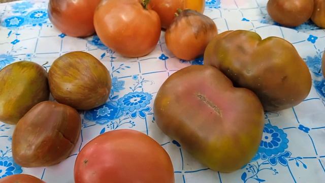Сержант Пеппер бронза, Сладости Вирджинии и еще 7 сортов томатов. Часть 19. смотреть онлайн