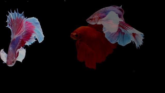 Calm Violin DEEP SLEEP music ✤ (Ultra Relaxing) Violin Music смотреть онлайн