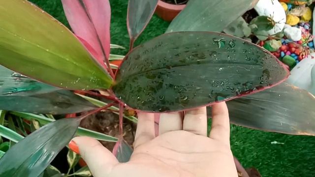 Care of Dracaena plant🍀 Indoor Plant ||Red Dracaena Summer Care🍀 смотреть онлайн