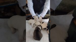 Купирования уши алабай