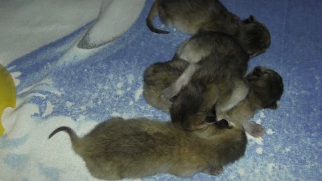 Новорожденные котята спят и видят сны смотреть онлайн