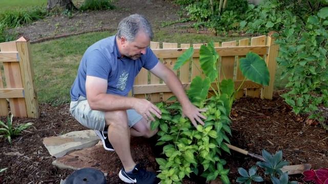 Wow!! - Hydrangea serrata 'O amacha nishiki' смотреть онлайн