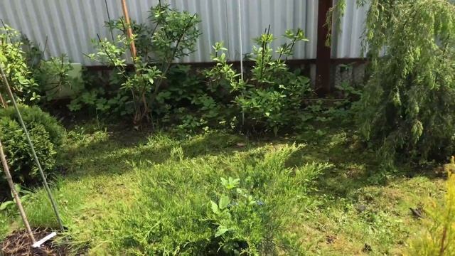 Моя любимая дача 7 июня 2020. Покосила участок. Посадка гладиолусов.❤️Обработка HB-101. Розы.? смотреть онлайн