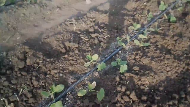 Завозим камень на фундамент. . смотреть онлайн