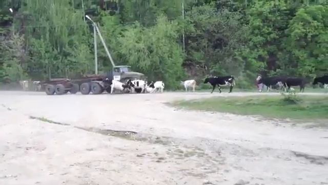 Урал лесовоз врезается в стадо коров - The Urals timber truck slams into a herd of cows смотреть онлайн