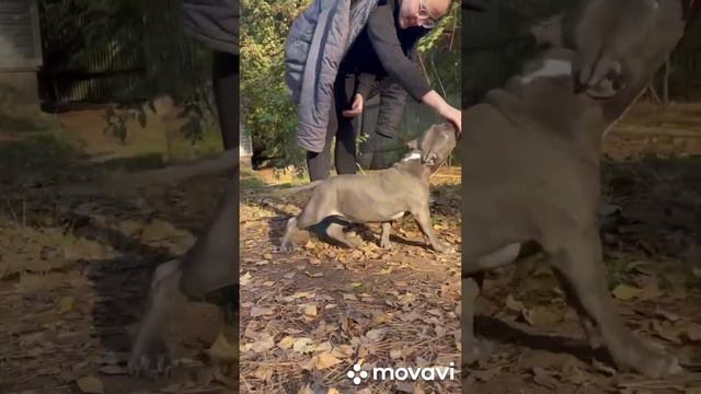 Голубая девочка булли классик #амбулли #bullypuppy 📲https://t.me/Leonteva_Marina смотреть онлайн