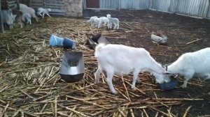 Сколько надо зерна козам и овцам