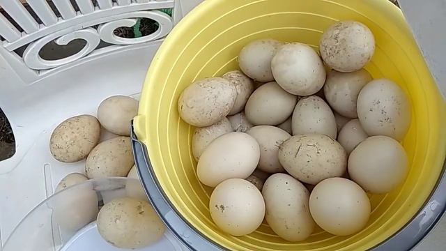 Мускусные утки// Вес яйца от небольших уток//