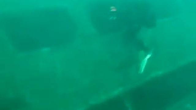 ДАЙВИНГ Чёрное море - НАХИМОВ(24года) смотреть онлайн