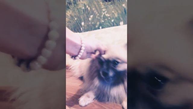 Дрессировка .повторяем команды смотреть онлайн