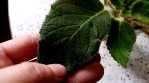 Колерия. Красивейший цветок. Размножаю