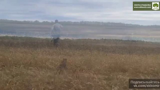 Работа дратхаара Ники в Ростовской области смотреть онлайн