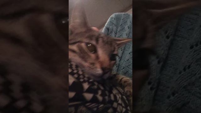 Мурчащий котенок Ричард ищет дом. Ему 6 мес+. Приют. Петербург. смотреть онлайн