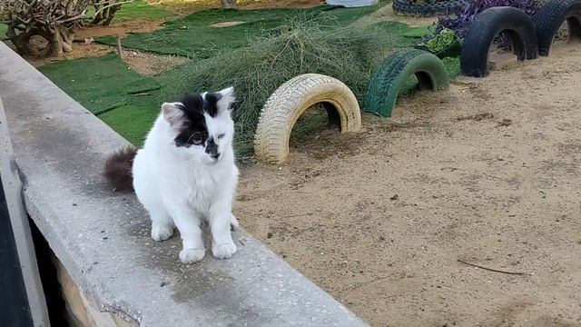 Разбалованные коты не хотят кушать суп ? Funny Feral Cats Don't Eat Soup ? Lustige Katzen 猫  面白い猫