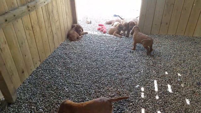 Harmony's puppies 6.5 weeks смотреть онлайн