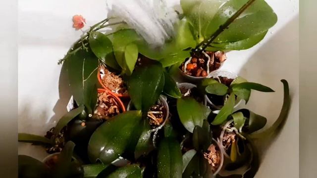 Как купать орхидеи? Ответ тут!!! (#1) смотреть онлайн