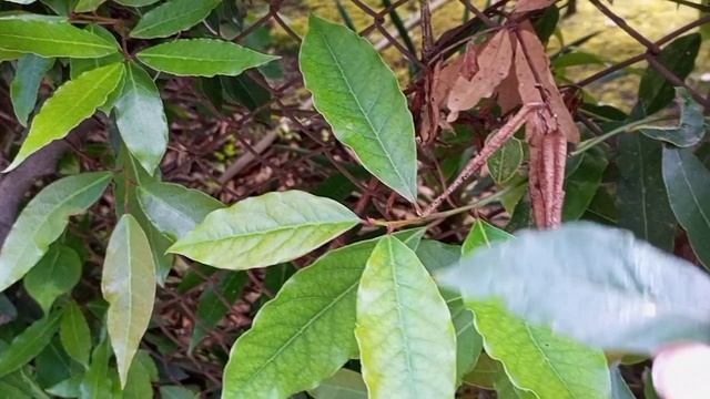 Абхазия.Гагры. #абхазия #гагры #отдыхнаюге смотреть онлайн