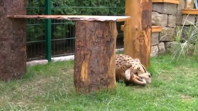 Spike & Joey ( Bengale & Serval ).mpg