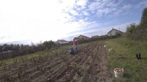 Копаем картошку мотоблоком. Легко и быстро,