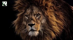 Самый красивый нашид                          Ахмад аль Мукит - Молния