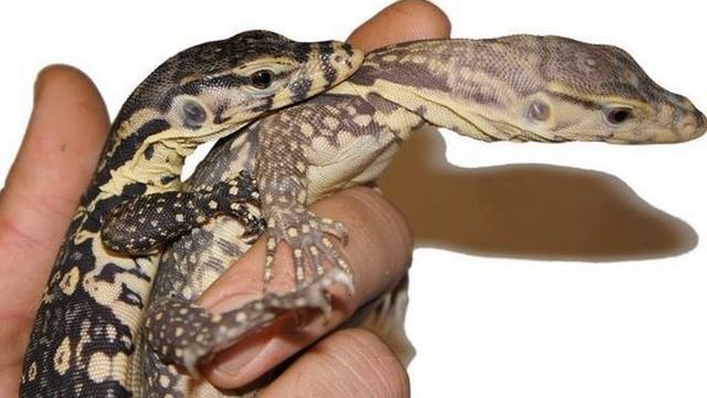 Вараны за 250 000 рублей! смотреть онлайн