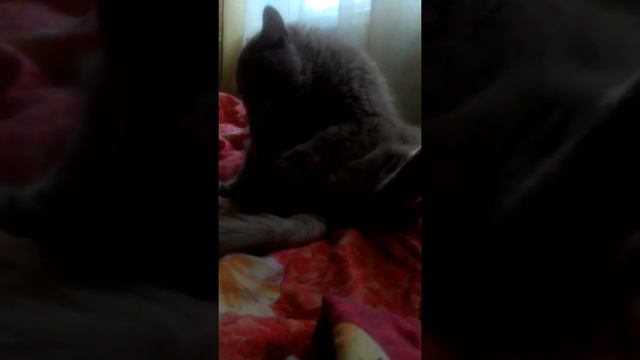 Котя онанист... смотреть онлайн