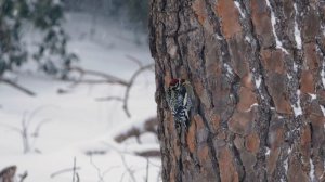 Рассказы на татарском языке | Гаеп | #10